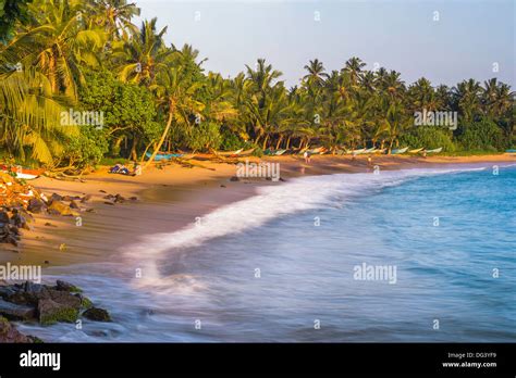 Palm Trees On Mirissa Beach South Coast Southern Province Sri Lanka