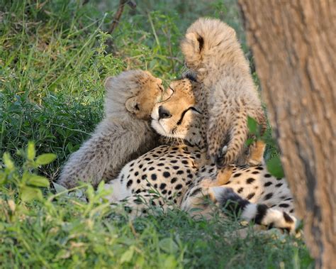 Cheetah Cubs With Mother At Serengeti Np In Tanzania 203 1 Flickr