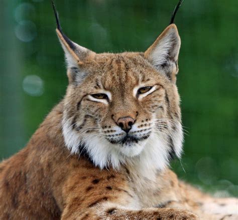 Bobcat company is a worldwide leader in the manufacturing and distribution of compact equipment. Bobcat Vs Lynx Fight comparison, who will win?