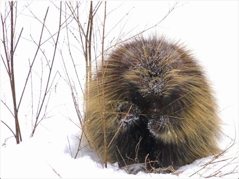 Snacking Porcupine I Rarely See Porcupines In Mid Winter Flickr