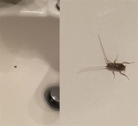 Can Anyone Help Identify This Bug Often Seen In The Bathroom Sink Only
