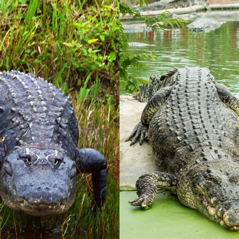 Actualizar 72+ imagen cocodrilo vs caiman vs alligator - Abzlocal.mx