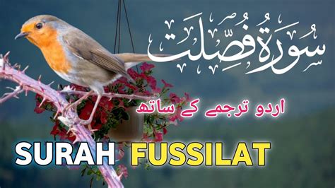 Surah Fussilat Surah Ha Mim As Sajda With Urdu Translation Most