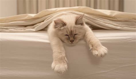 Por Qué Los Gatos Pasan El Tiempo Dormidos Mascotas
