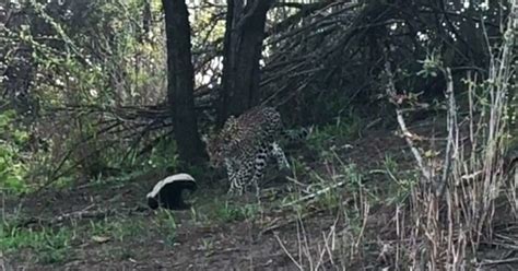 Video Leopard Attacks Baby Honey Badger Then Mother Retaliates