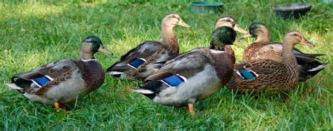 Sexing Rouen Ducks 6 Weeks