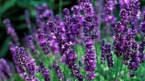 47 Contoh Gambar Bunga Lavender Yang Wajib Disimak Informasi