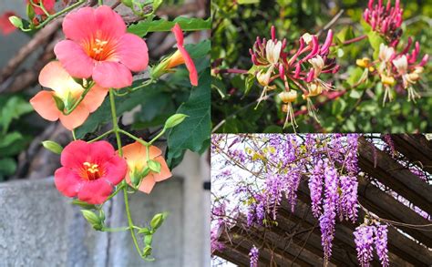 25 Best Climbing Plants And Flowering Vines