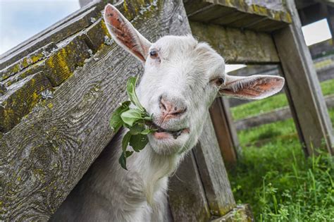 Daily Diet Treats And Supplements For Goats The Open Sanctuary Project