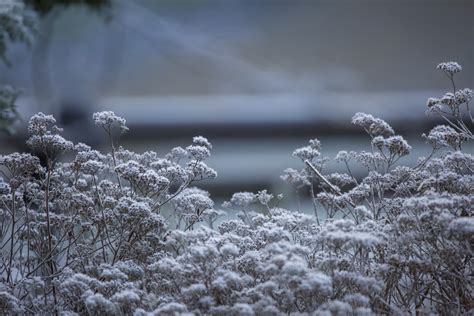 Morning Frost Free Stock Photo Public Domain Pictures