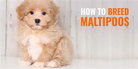What Does A Maltipoo Look Like