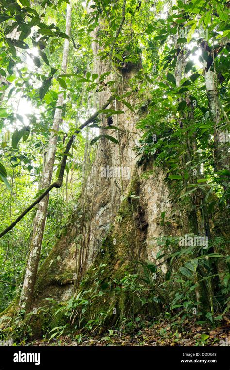 Large Tree With Buttress Roots In Primary Tropical Rainforest Ecuador