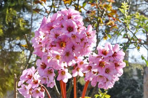 Free Picture Pinkish Spring Time Branch Flora Plant Shrub Tree