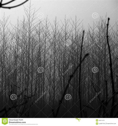 Dark Winter Foggy Landscape With Trees Stock Image Image Of Stone