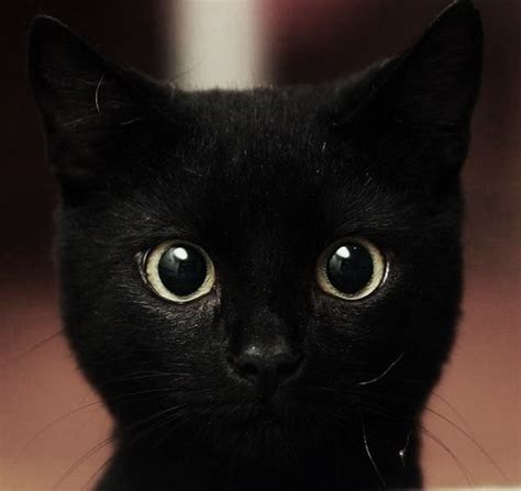 Andlt3 Black Black Cat Cat Cats Cute Image 51718