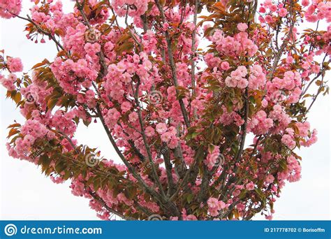 The Sakura Tree Blooms Beautifully Stock Photo Image Of Sakura