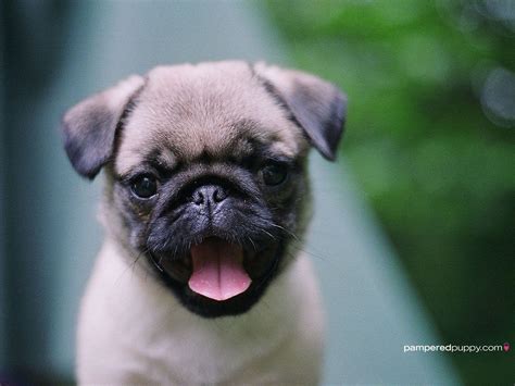 Pug Puppy Wallpapers Wallpaper Cave