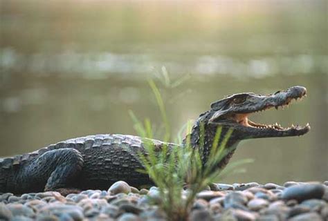 Caiman Facts Info And New Photos The Wildlife