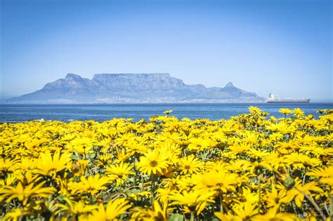 West Coast Flowers Cape Town Photography Tours