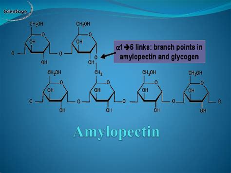 Ppt Polysaccharides Powerpoint Presentation Free Download Id2972795