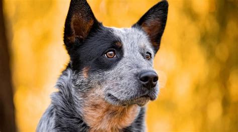 Australian Cattle Dog Blue Heeler Breed Info Facts Traits And More