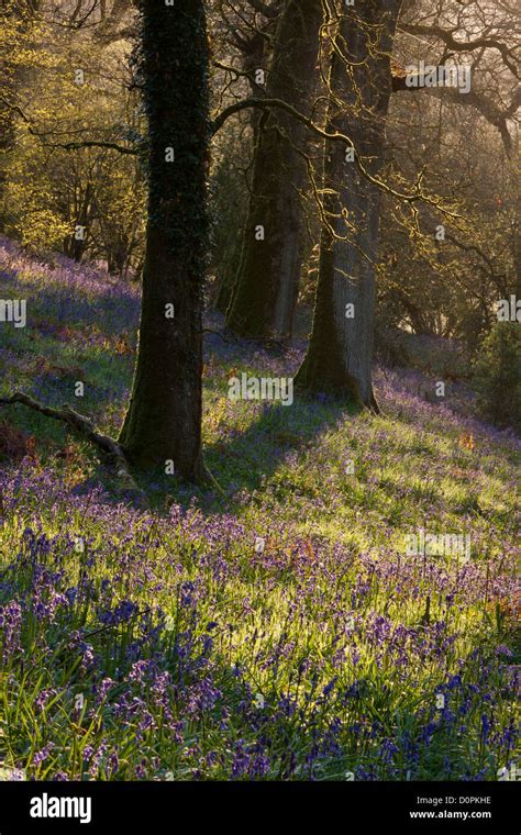 Bluebell Woods Dorset England Uk Stock Photo Alamy