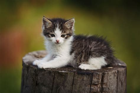 Kitten looking for a playmate. Kawaii Neko: 100 Cute Japanese Cat Names With Their ...