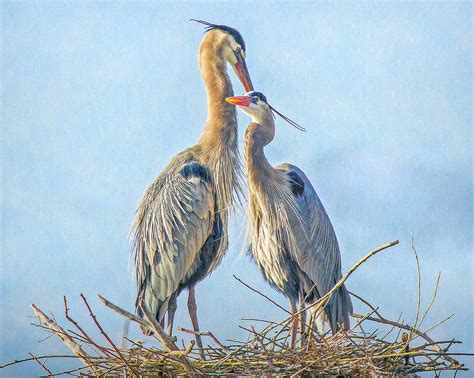 Great Blue Herons On Their Nest Photograph By Lowell Monke Fine Art