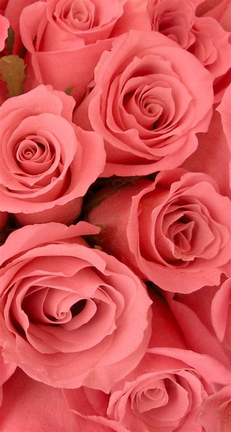 Roses 26 Valentines Day Flowers Wallpapers For Iphone