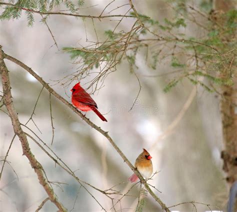 Male And Female Cardinal 4731 Stock Photo Image Of Cardinals Branch