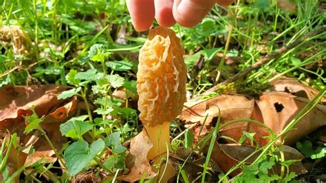 Finding Morel Mushrooms Youtube