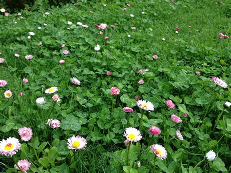Maybe you would like to learn more about one of these? lawn alternatives | Decker Rd. Seeds