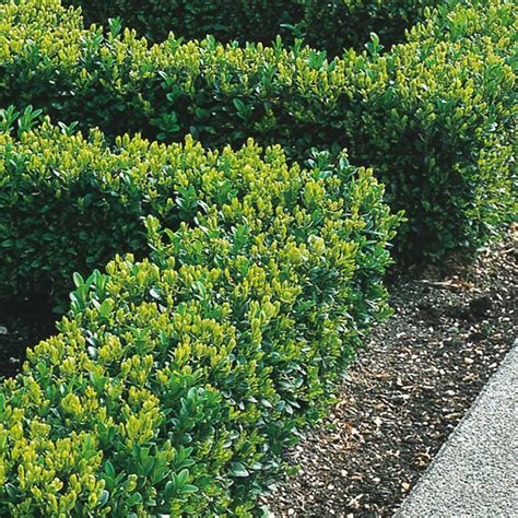 Box Hedging Plants 20 40cm Buxus Sempervirens Dense Evergreen Hedge