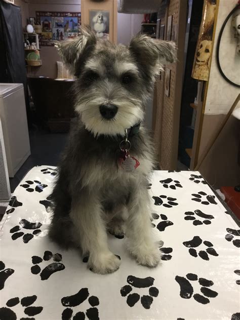 May Daily Schnauzer Puppy Cut Grooming Hair