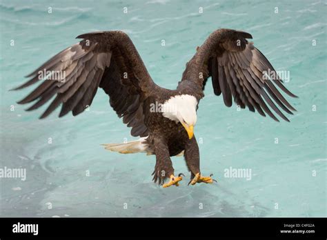 Bald Eagle Talons Out Hit Hi Res Stock Photography And Images Alamy
