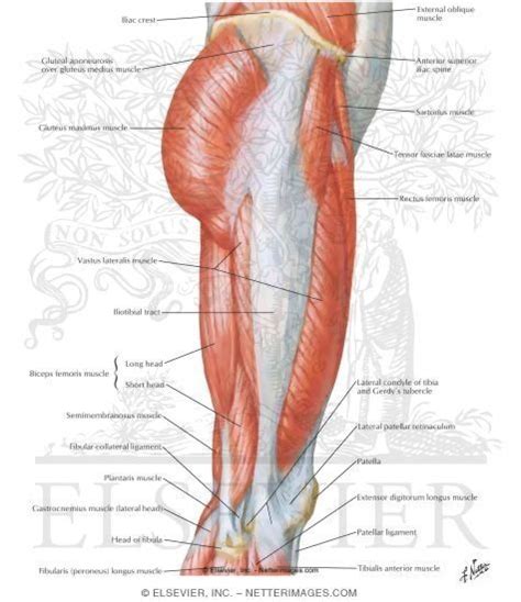 Thigh Anatomy Of Upper Leg Best Thigh Workouts For All Upper Leg