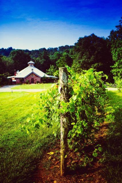 The Growing Popularity Of North Carolina Wineries