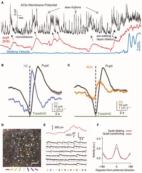 Cortical Responses During Pupil Dilations Changes In Cortical