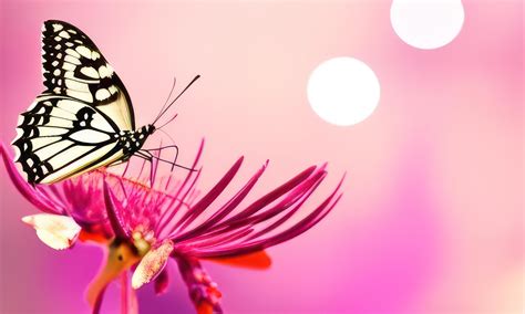 Butterfly On A Pink Flower With Blurred Background 20105379 Stock Photo