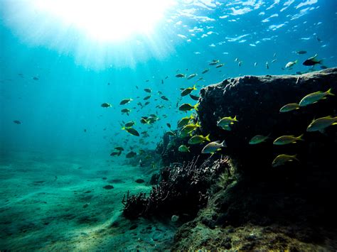 Gambar Lautan Menyelam Bawah Air Batu Karang Snorkel Habitat Di
