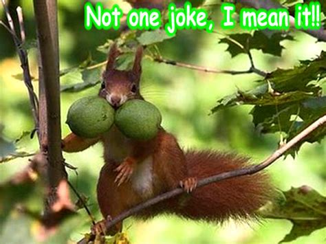 Squirrel Funny Animal Humor Photo 20269173 Fanpop