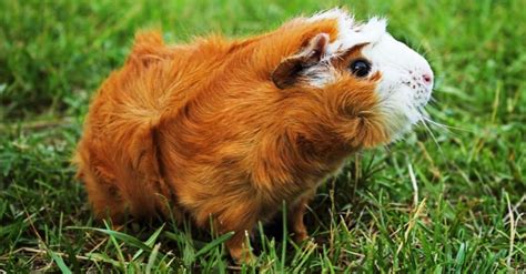The Top 10 Fluffiest Animals In The World Imp World