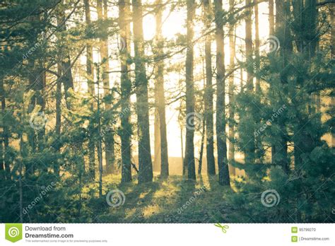 Pine Forest At Sunset A Ray Of Sunshine Peeks Through The Trees Stock