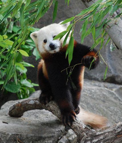 Cybergata I Love Red Pandas Fluffy Animals Cute Animals Panda Funny