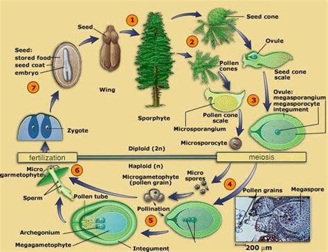 Cycads And Ginkgos Google Search Gymnosperm Pollination Life Cycles