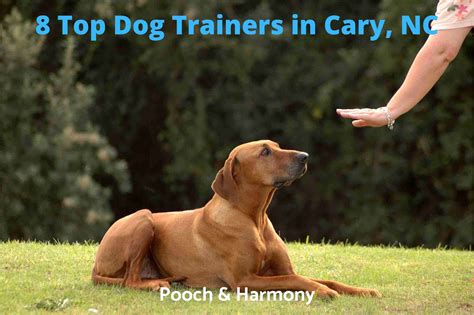8 Top Dog Trainers In Cary Nc Pooch And Harmony