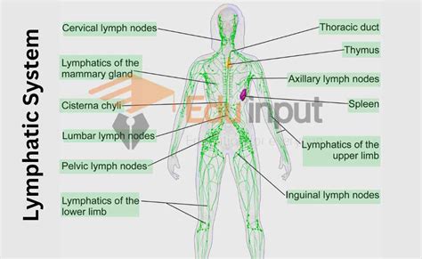 Lymphatic System Components And Functions