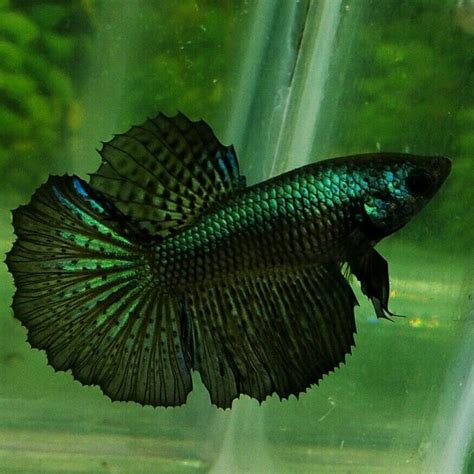 Beautiful Betta Super Green Black Samurai Hm Female Betta Fish