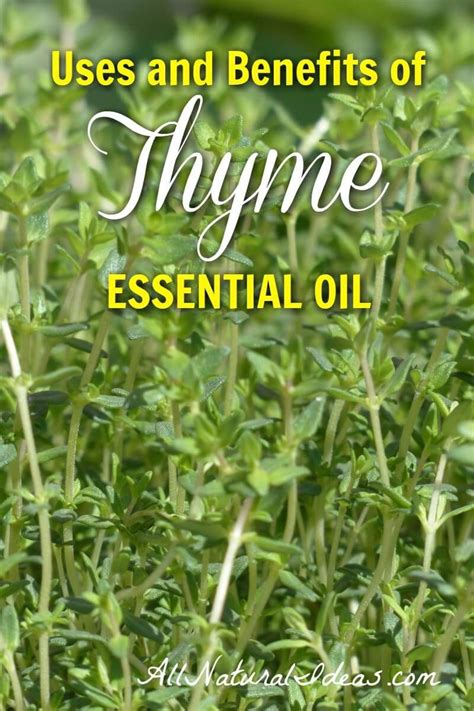 Thyme Essential Oil Uses And Benefits Thyme Essential Oil Uses Thyme