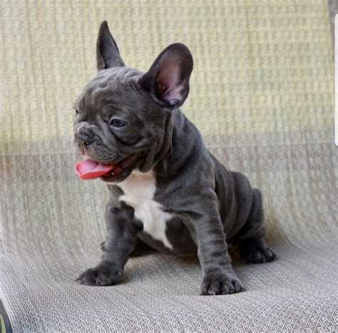 Solid Pure Akc French Bulldog Puppies Ready Now